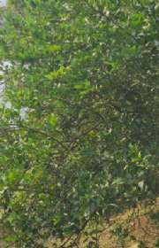 casa-a-venda-em-ilhabela-sp-ilhote-ref-978 - Foto:39