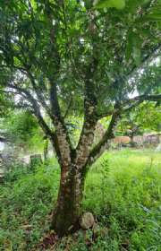 terreno-a-venda-em-ilhabela-sp-costa-bela-ref-1025 - Foto:14