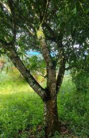 terreno-a-venda-em-ilhabela-sp-costa-bela-ref-1025 - Foto:15